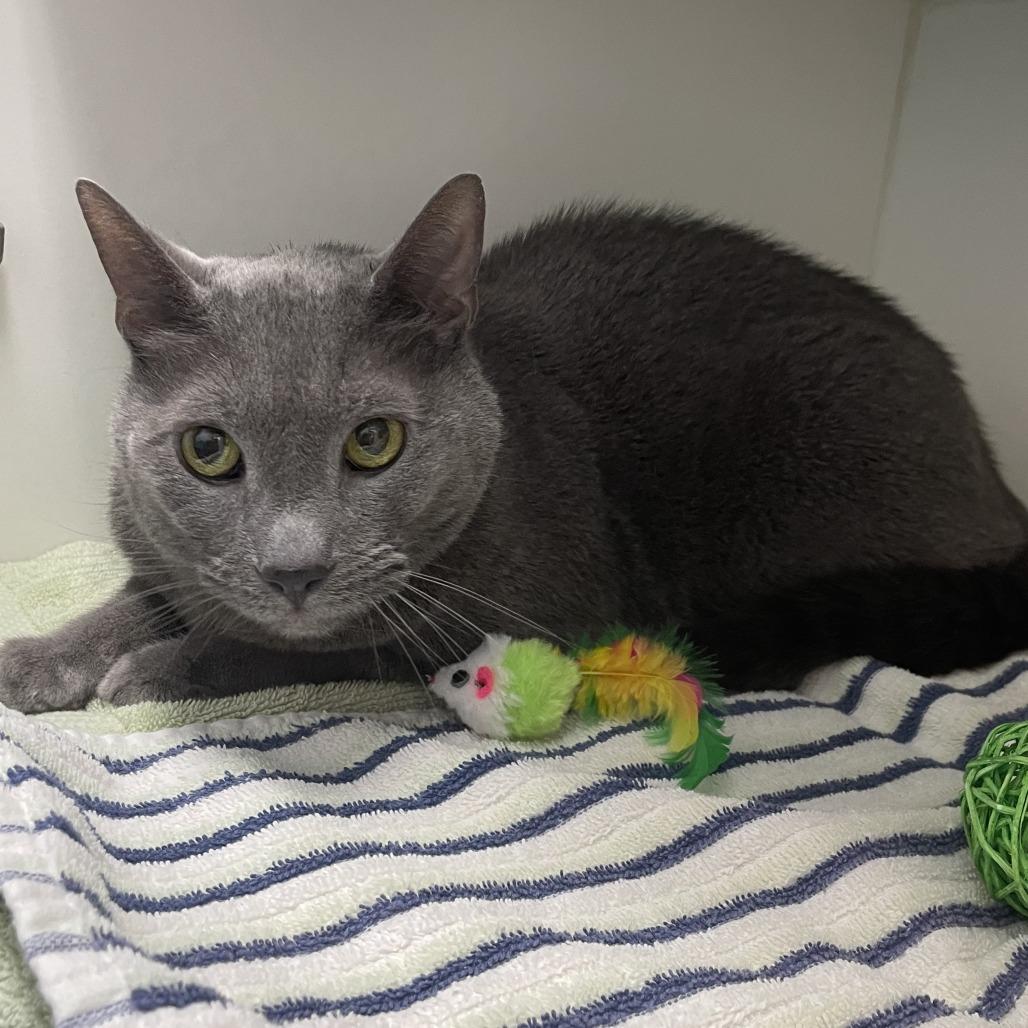 Bell, Adoptable, Senior Male Domestic Short Hair.