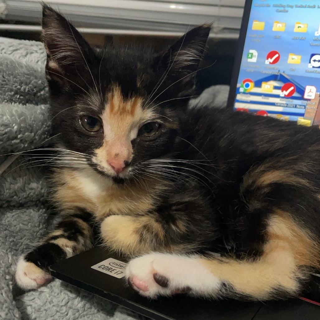 Splat, Adoptable, Kitten Female Domestic Short Hair.