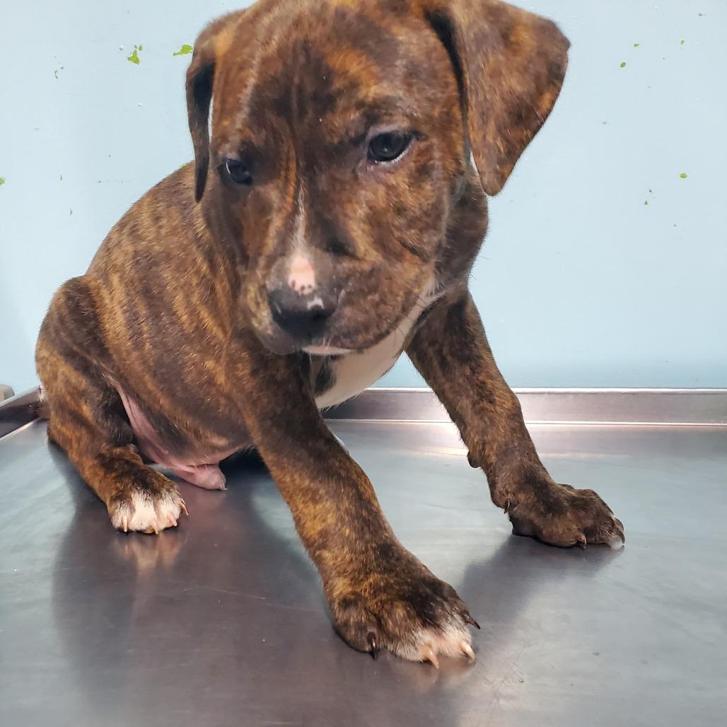 Ruben, Adoptable, Puppy Male Pit Bull Terrier.