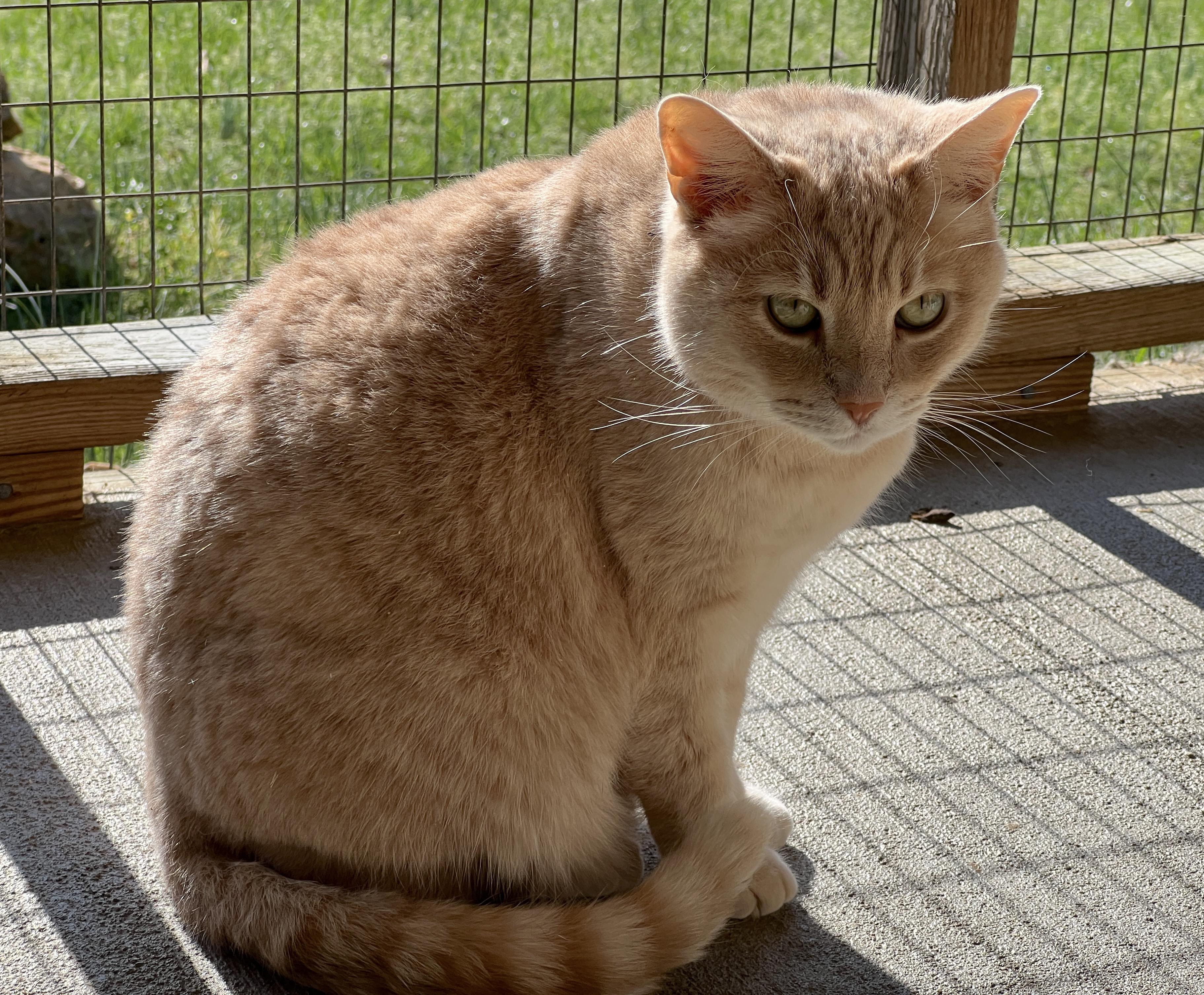 Itty Bitty Kitty — thumbnail 2