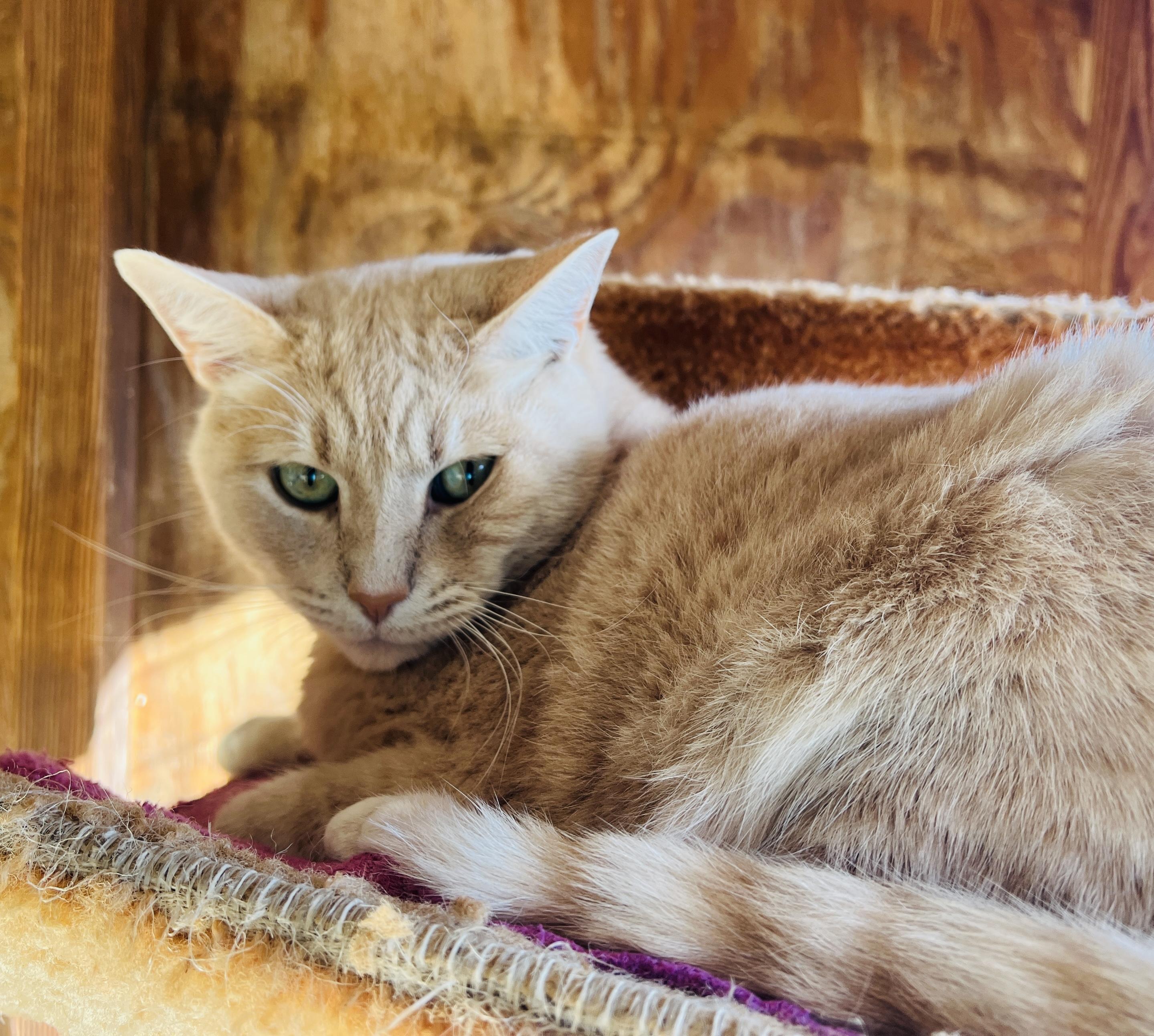 Itty Bitty Kitty — thumbnail 3