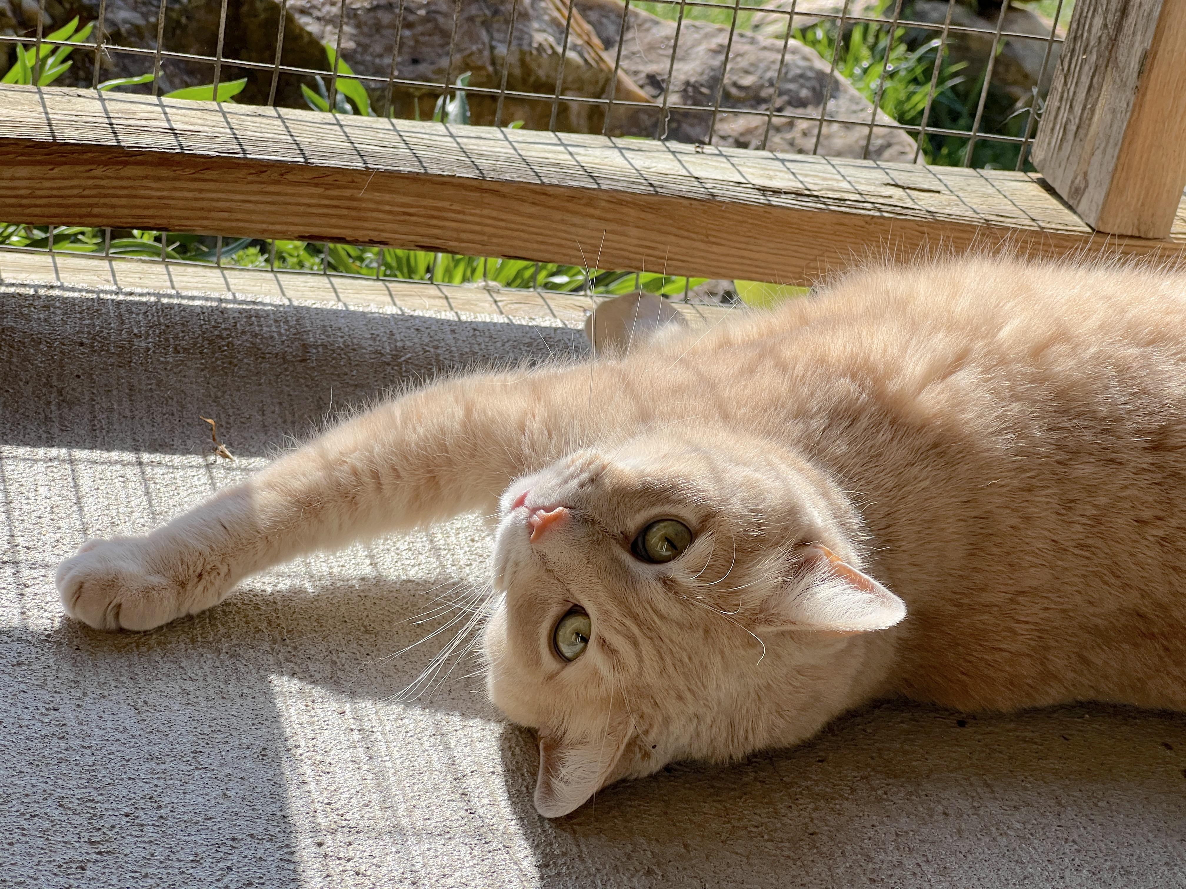 Itty Bitty Kitty — thumbnail 4