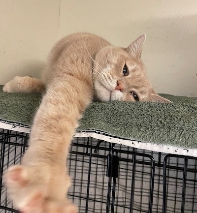 Itty Bitty Kitty — thumbnail 5