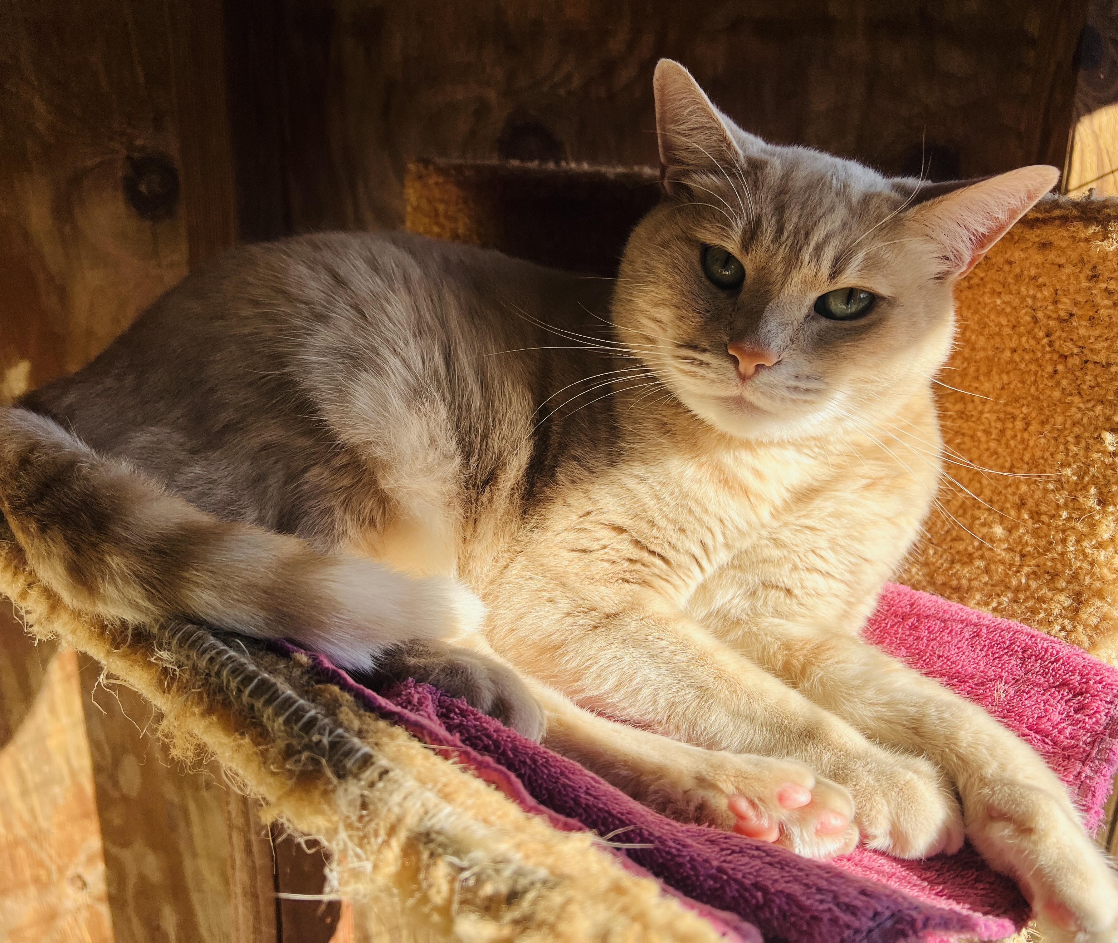 Itty Bitty Kitty — thumbnail 6