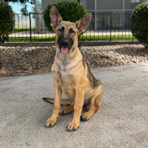 Enlarge Georgia, a Adoptable mixed breed in Lathrop, CA image 2/2