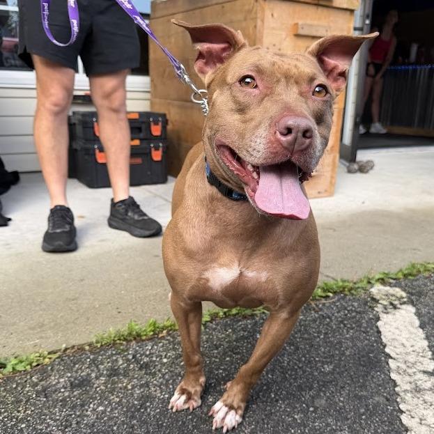 Macey, a Adoptable Mixed Breed in Savannah, GA image 2/6