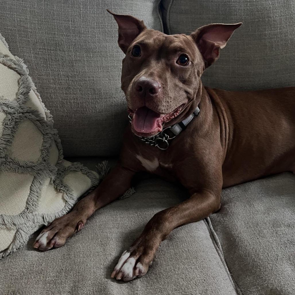 Macey, a Adoptable Mixed Breed in Savannah, GA image 3/6