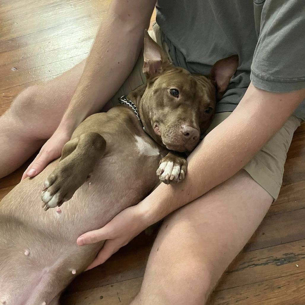 Macey, a Adoptable Mixed Breed in Savannah, GA image 4/6