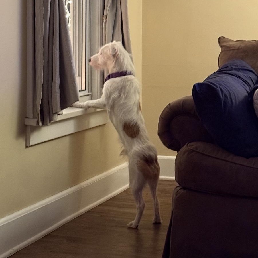 Enlarge Chico, a ADOPTABLE mixed breed in New York, NY image 6/6