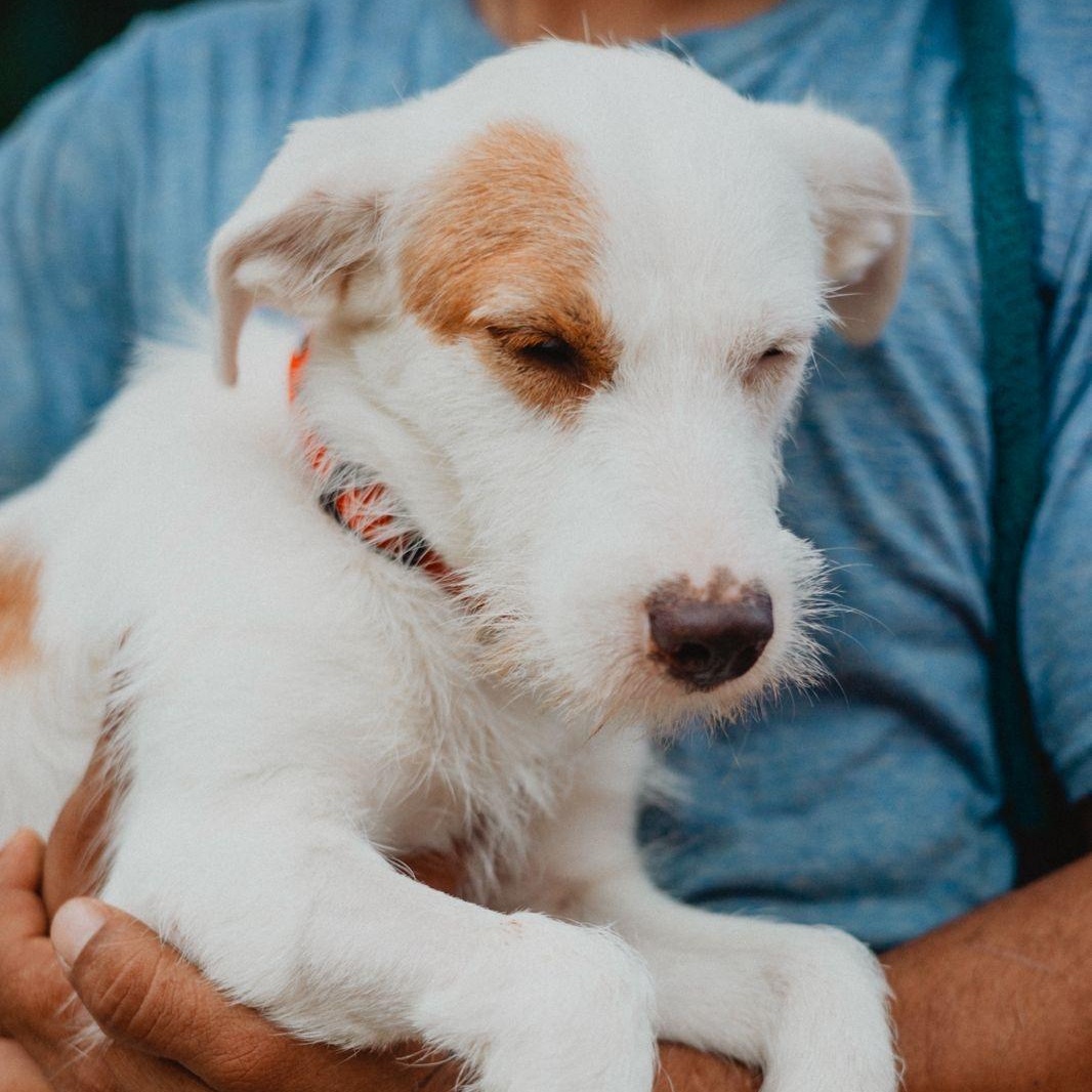 Enlarge Chico, a ADOPTABLE mixed breed in New York, NY image 1/6