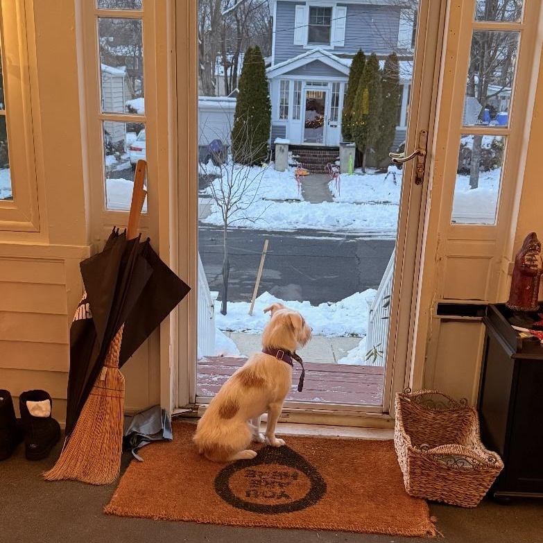 Enlarge Chico, a ADOPTABLE mixed breed in New York, NY image 2/6