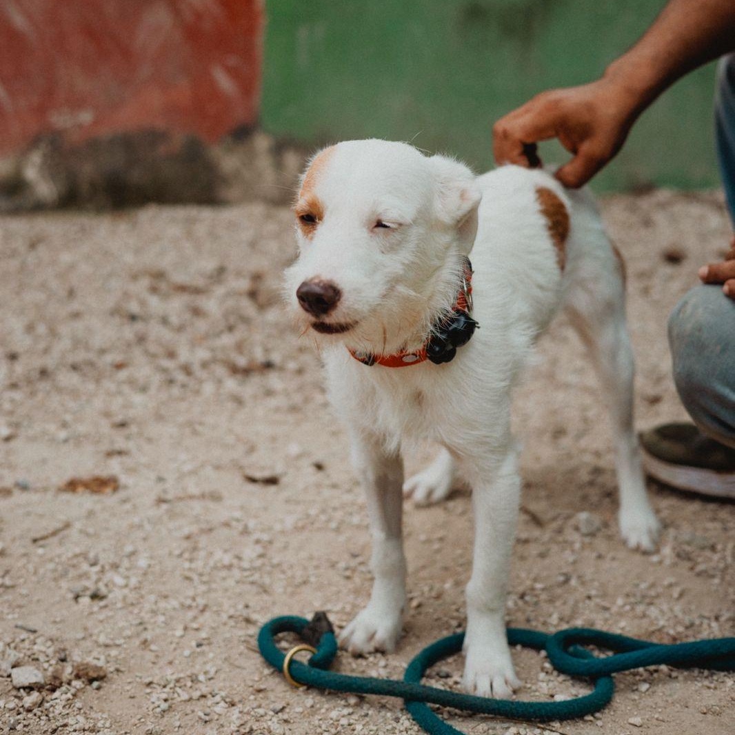 Enlarge Chico, a ADOPTABLE mixed breed in New York, NY image 4/6