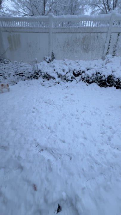 Enlarge Chico, a ADOPTABLE mixed breed in New York, NY video 3/6