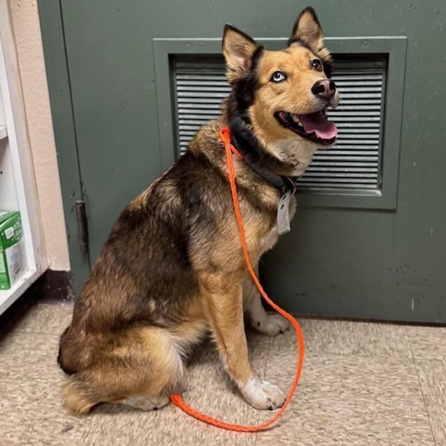 CHARLEE, Adoptable, Adult Female Siberian Husky.