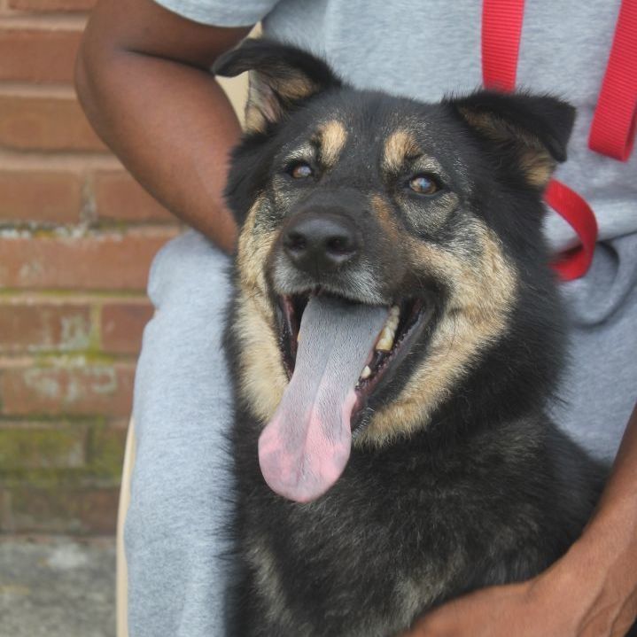 Woofie, a Adoptable mixed breed in Darlington, MD image 1/13