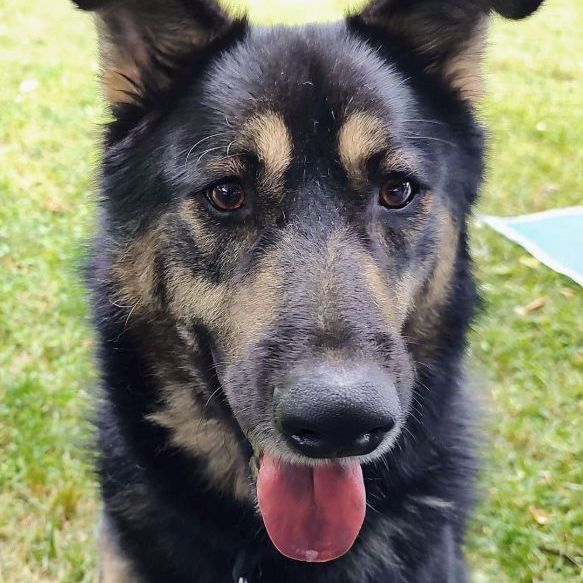 Woofie, a Adoptable mixed breed in Darlington, MD image 2/13