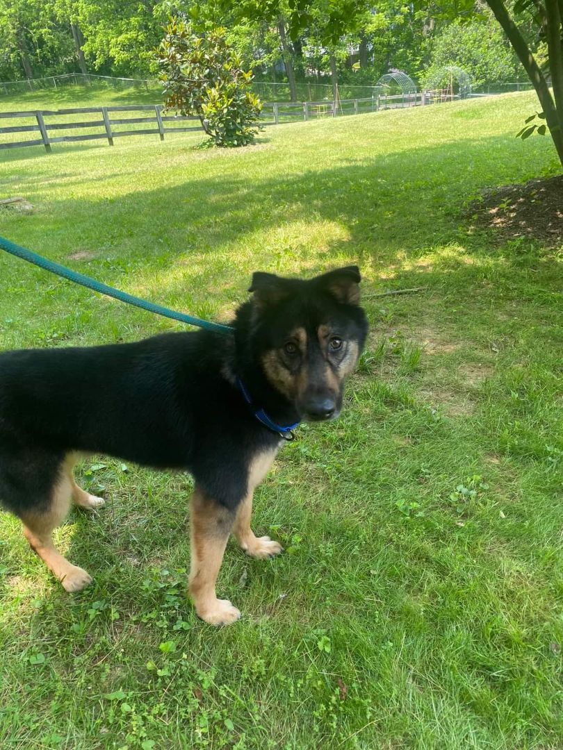 Woofie, a Adoptable mixed breed in Darlington, MD image 3/13