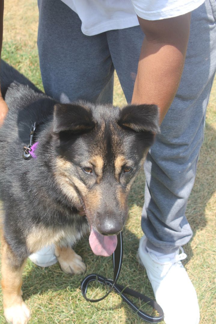 Woofie, a Adoptable mixed breed in Darlington, MD image 4/13