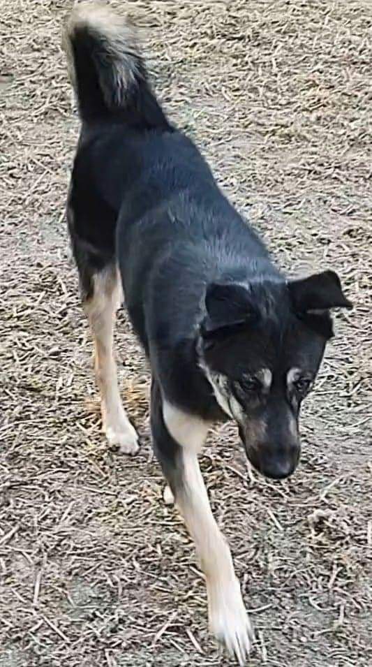 Woofie, a Adoptable mixed breed in Darlington, MD image 5/13