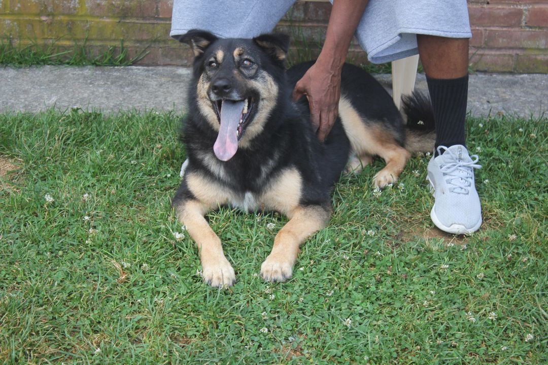 Woofie, a Adoptable mixed breed in Darlington, MD image 6/13