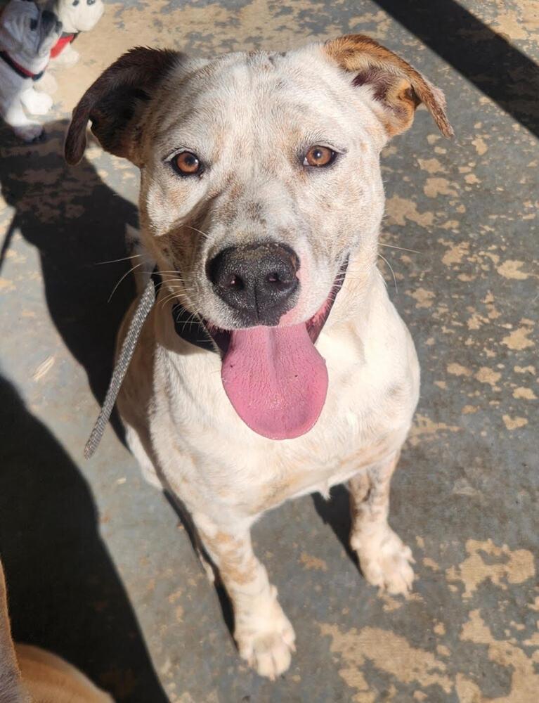 Enlarge Nova, a Adoptable Mixed Breed in Chattanooga, TN image 2/3