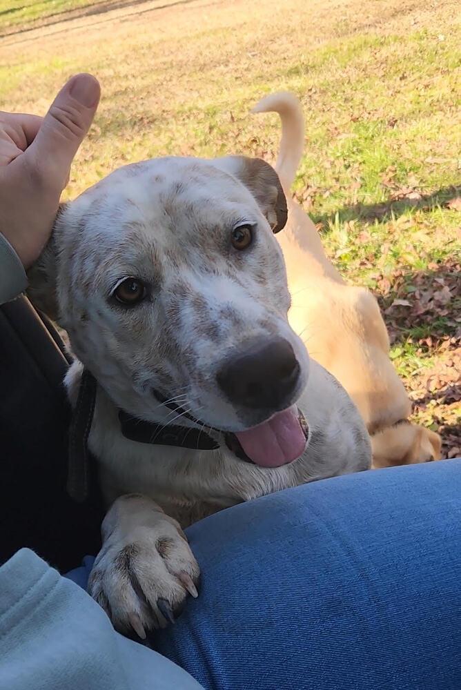 Enlarge Nova, a Adoptable Mixed Breed in Chattanooga, TN image 3/3