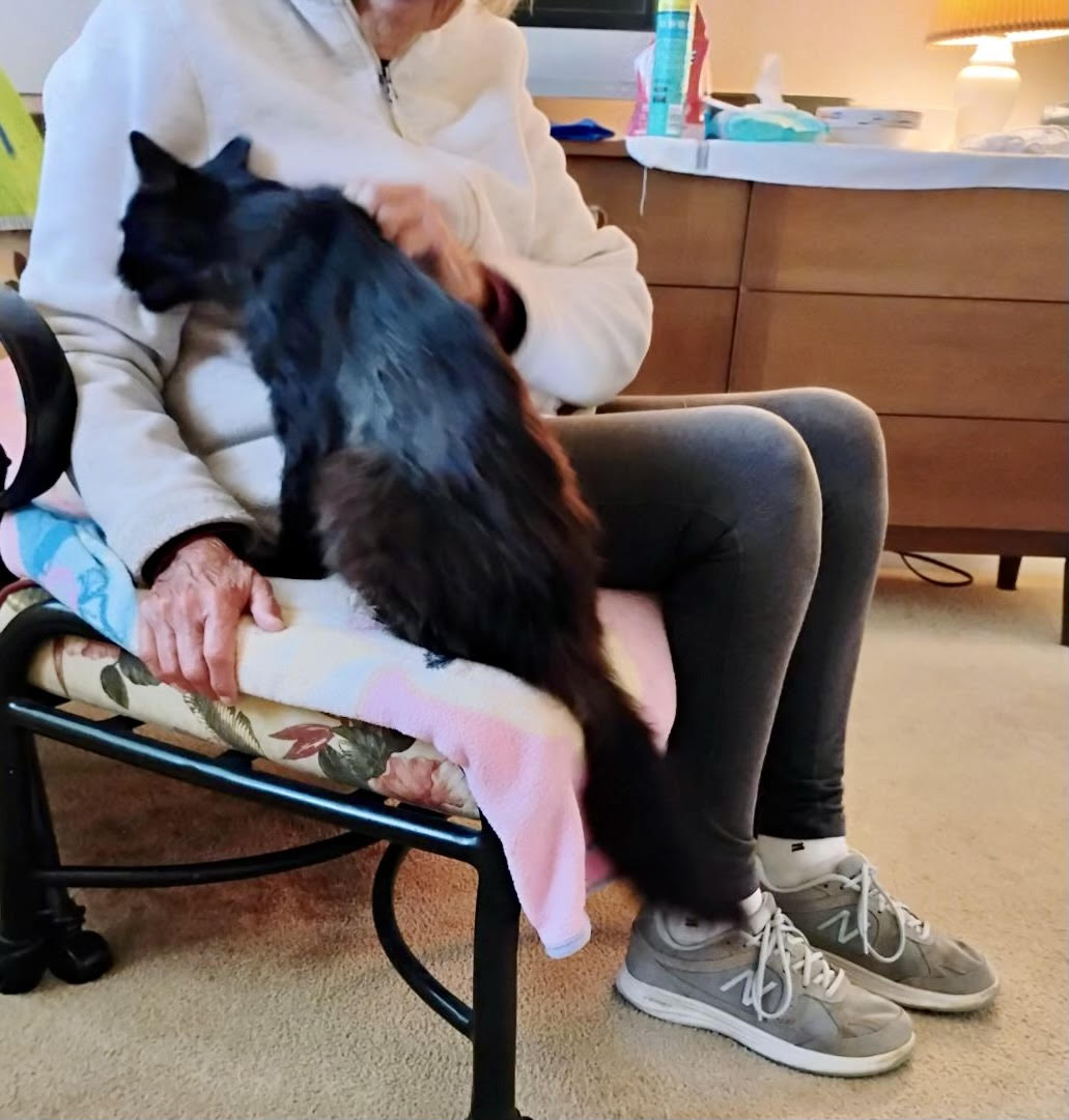 Princess, a Adoptable Domestic Long Hair in Tustin, CA image 4/4