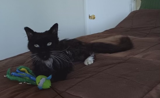 Princess, a Adoptable Domestic Long Hair in Tustin, CA image 1/4