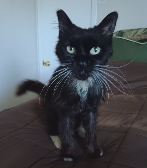 Princess, a Adoptable Domestic Long Hair in Tustin, CA image 2/4