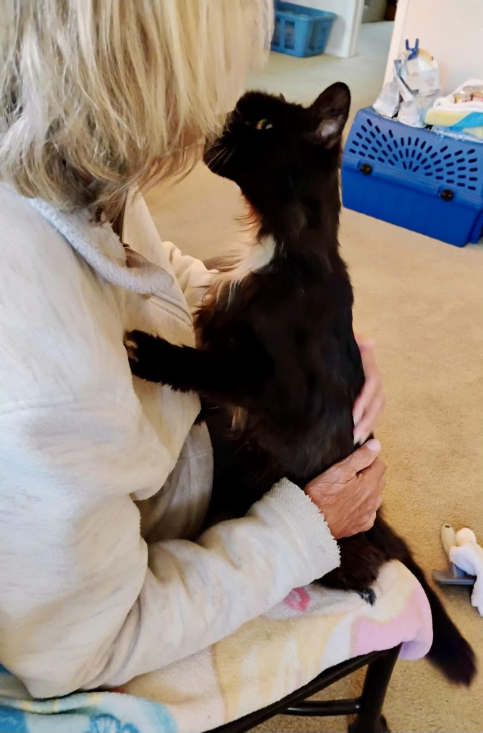 Princess, a Adoptable Domestic Long Hair in Tustin, CA image 3/4