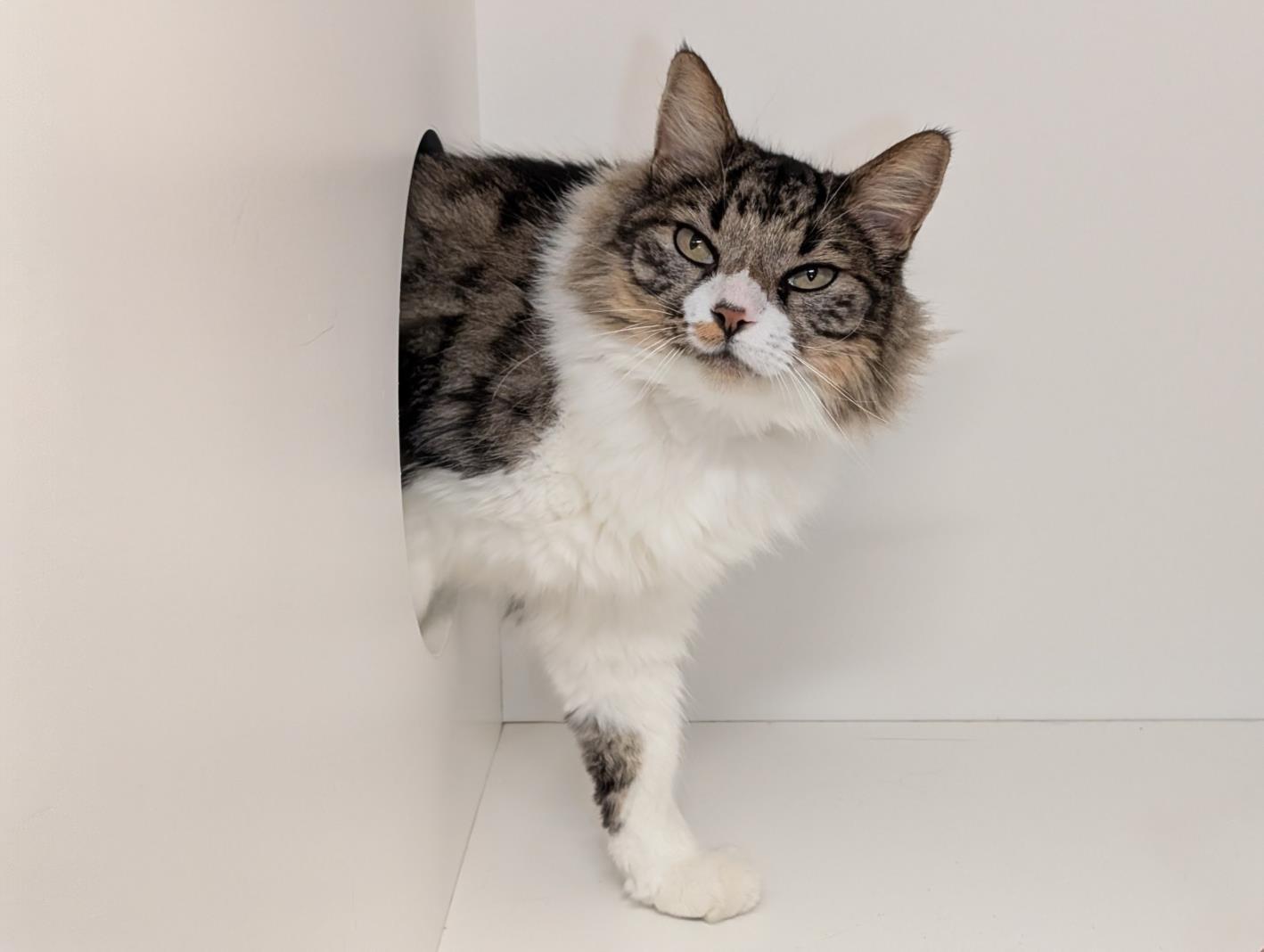 POW WOW, Adoptable, Adult Male Domestic Medium Hair.