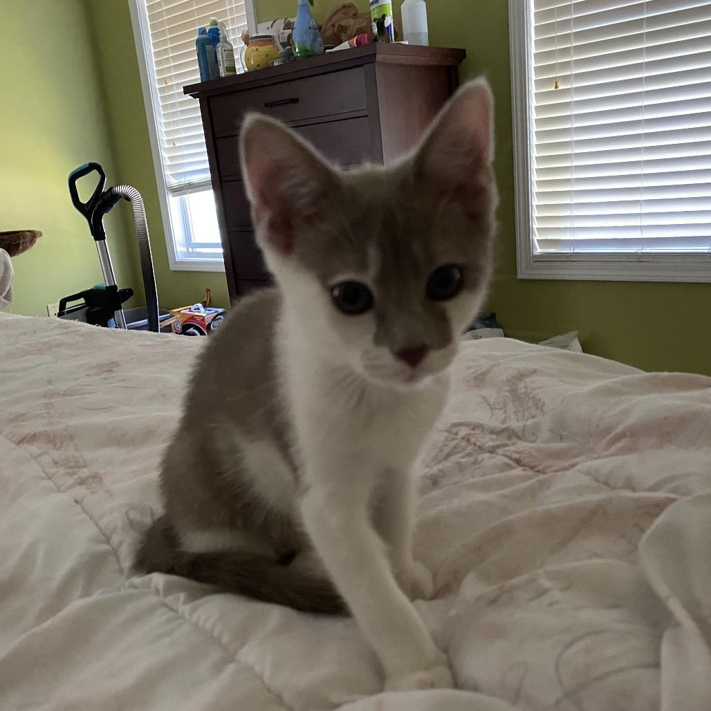 Enlarge Moondancer, a Adoptable Domestic Short Hair in Winston Salem, NC image 1/6
