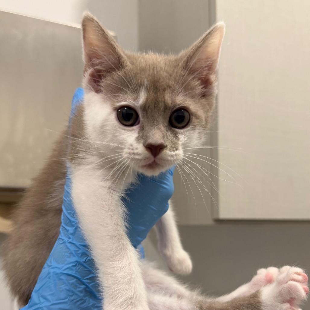 Enlarge Moondancer, a Adoptable Domestic Short Hair in Winston Salem, NC image 2/6