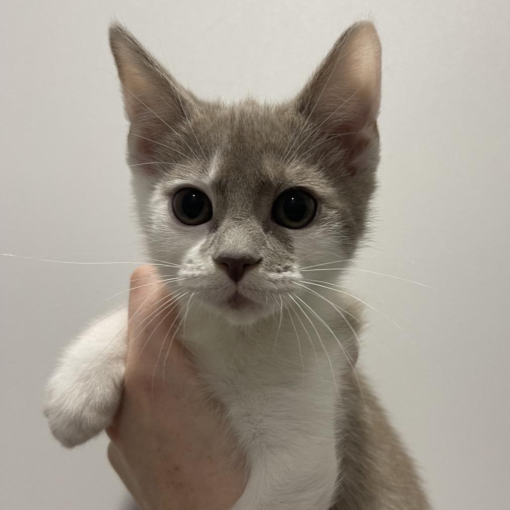 Enlarge Moondancer, a Adoptable Domestic Short Hair in Winston Salem, NC image 3/6