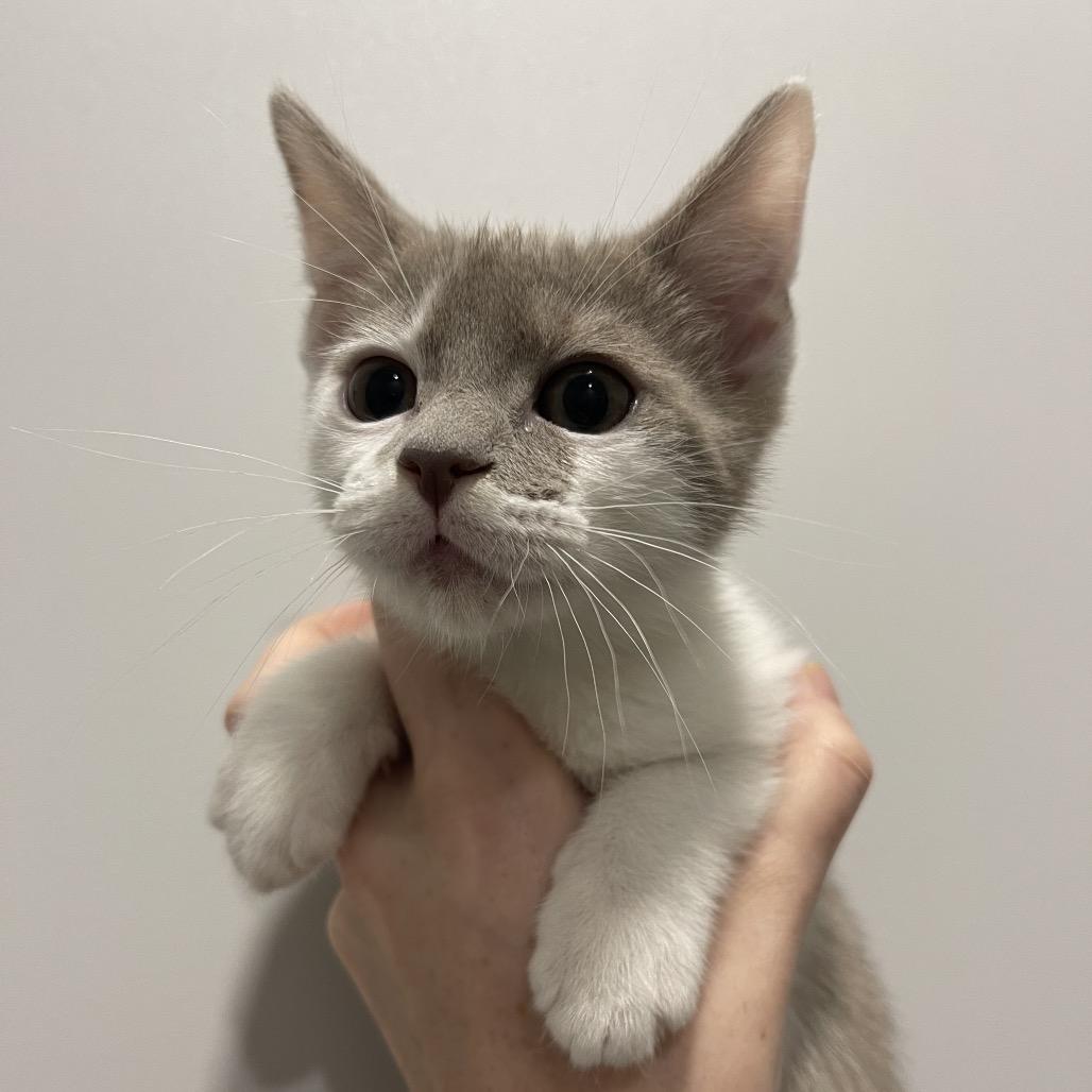 Enlarge Moondancer, a Adoptable Domestic Short Hair in Winston Salem, NC image 6/6