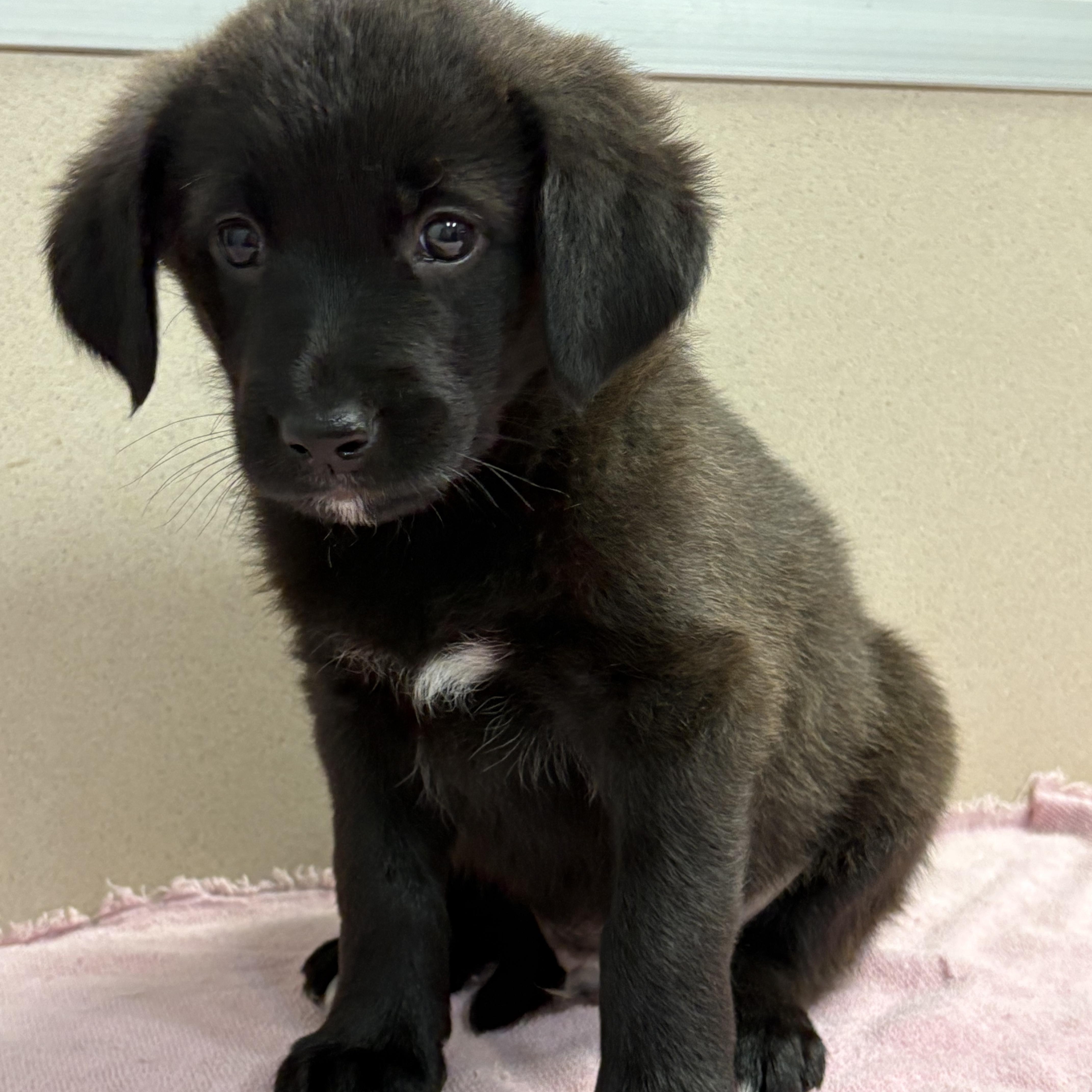 Enlarge Jolly, a ADOPTABLE Mixed Breed in Lancaster, KY image 2/2