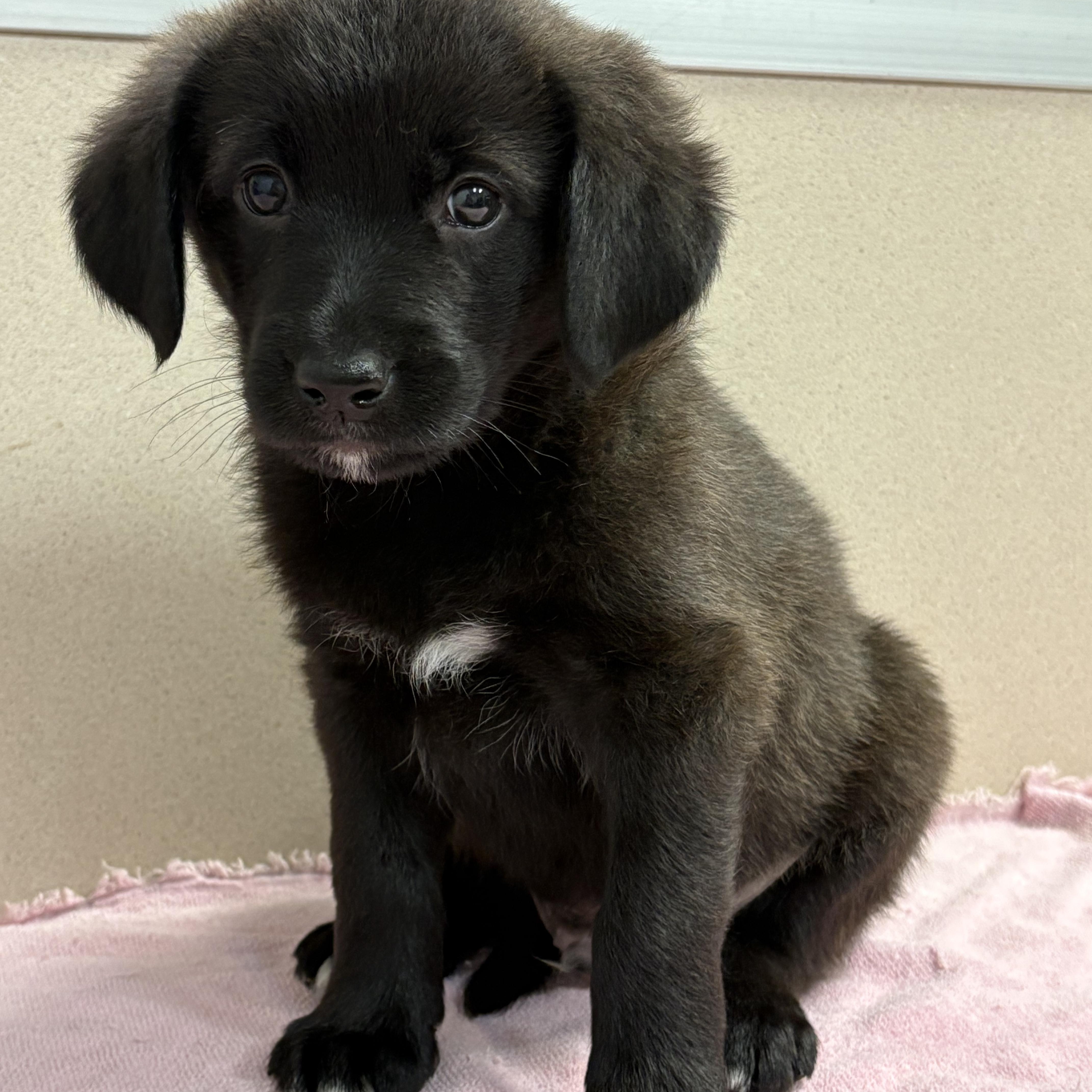 Enlarge Jolly, a ADOPTABLE Mixed Breed in Lancaster, KY image 1/2