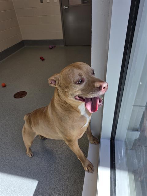 DUSTY, Adoptable, Adult Female Pit Bull Terrier.