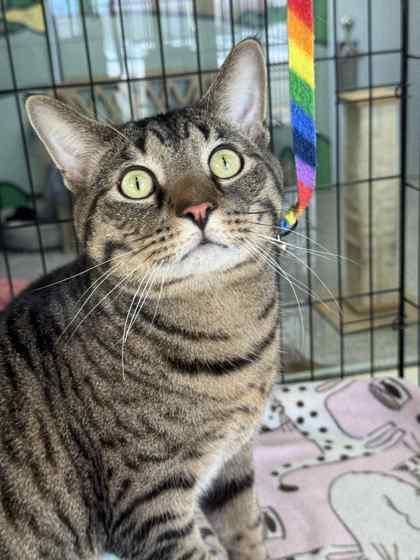 Gilgamesh, Adoptable, Adult Male Domestic Short Hair & Domestic Short Hair.