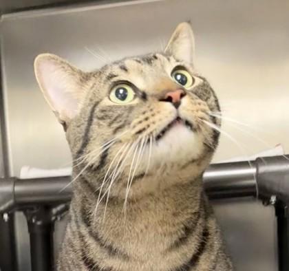 Enlarge Gilgamesh, a Adoptable mixed breed in Columbia City, IN image 1/3