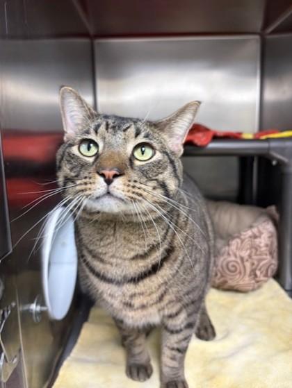 Enlarge Gilgamesh, a Adoptable mixed breed in Columbia City, IN image 2/3