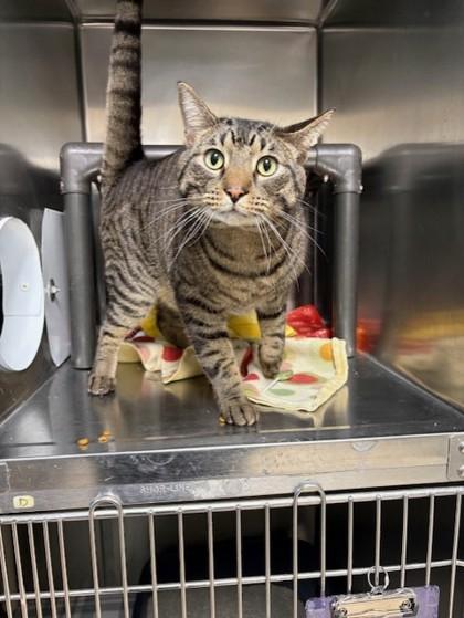 Enlarge Gilgamesh, a Adoptable mixed breed in Columbia City, IN image 3/3