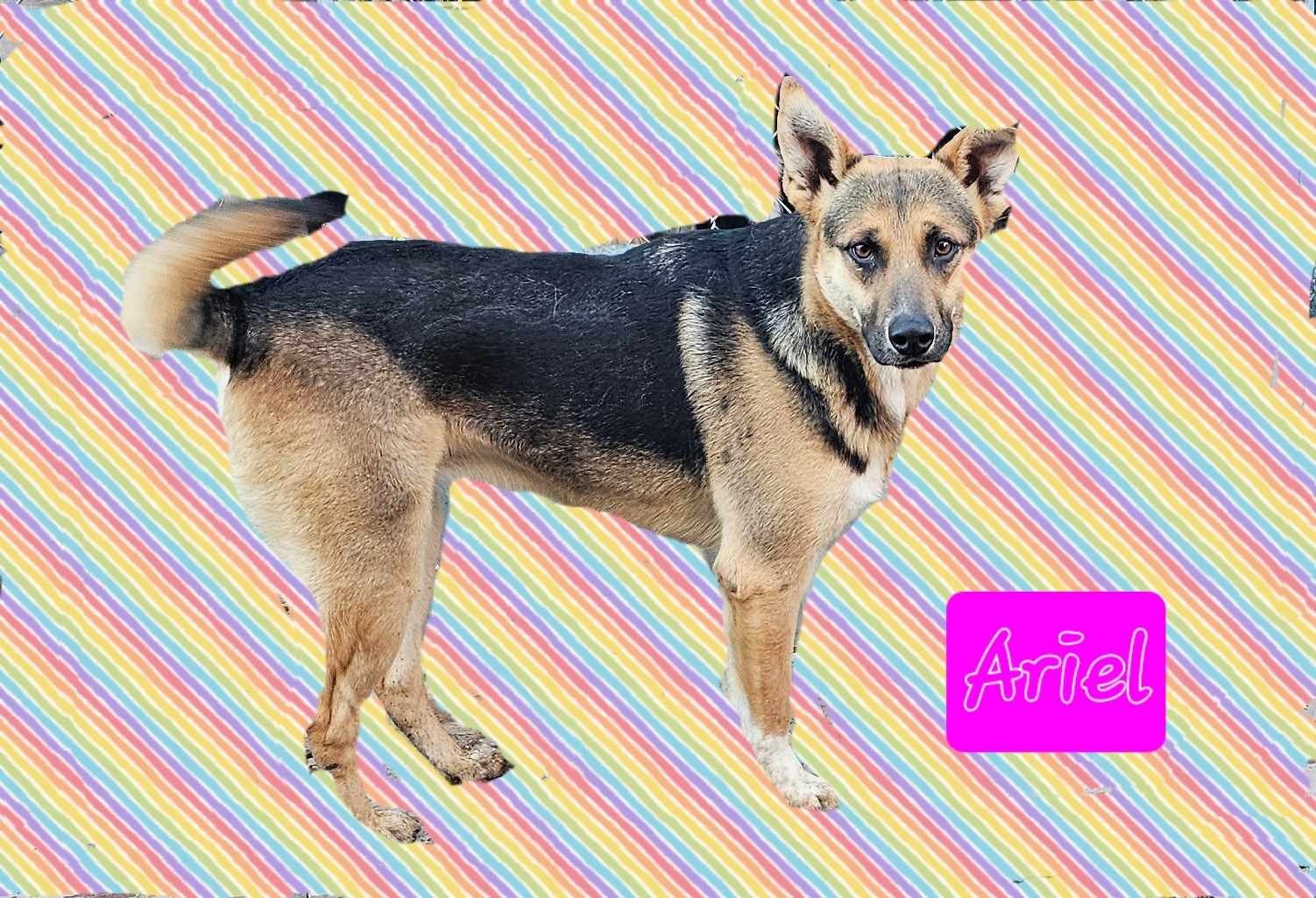 Ariel, a Adoptable mixed breed in Wrightwood, CA image 1/5