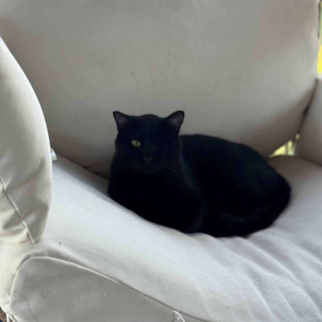 Barbossa *Meet me at Eagan Petsmart*, a Adoptable Domestic Short Hair in Buffalo, MN image 1/5