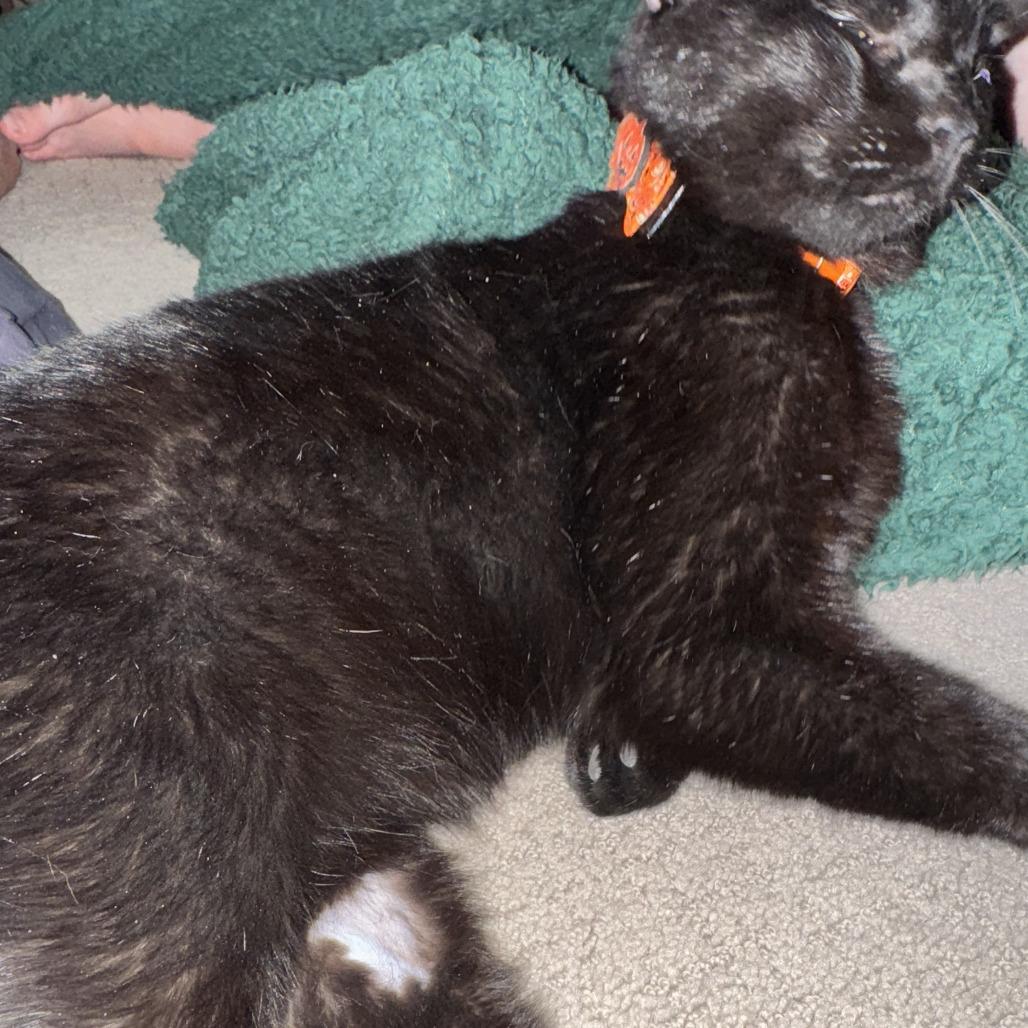 Barbossa *Meet me at Eagan Petsmart*, a Adoptable Domestic Short Hair in Buffalo, MN image 2/5