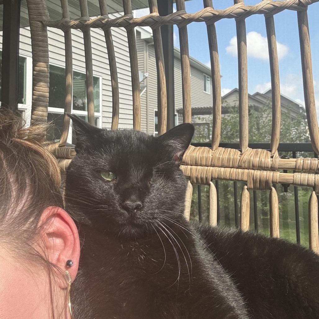 Barbossa *Meet me at Eagan Petsmart*, a Adoptable Domestic Short Hair in Buffalo, MN image 3/5