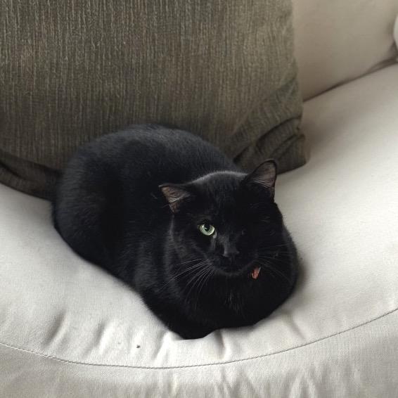 Barbossa *Meet me at Eagan Petsmart*, a Adoptable Domestic Short Hair in Buffalo, MN image 4/5