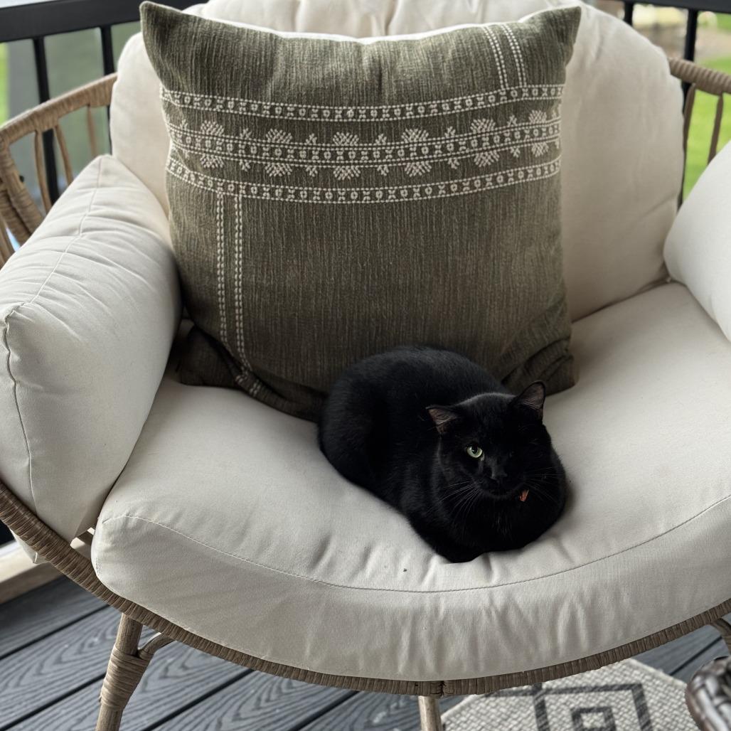 Barbossa *Meet me at Eagan Petsmart*, a Adoptable Domestic Short Hair in Buffalo, MN image 5/5