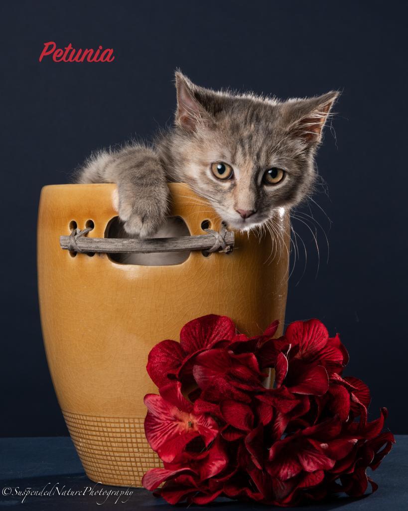 Petunia, Adoptable, Adult Female Domestic Medium Hair.