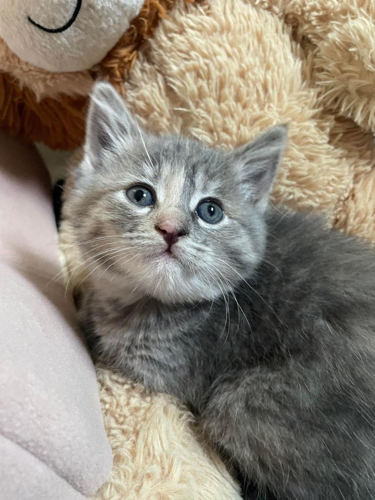 Petunia, Adoptable, Adult Female Domestic Medium Hair.